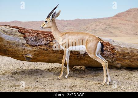 Thomsons Gazelle neben einem großen Baum, der in der afrikanischen Savanne gefallen ist. Stockfoto