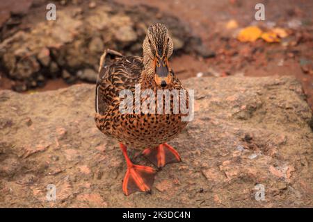 Eine wilde Ente sitzt auf einem Felsen in der Nähe eines Wasserkörpers. Hochwertige Fotos Stockfoto