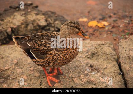 Eine wilde Ente sitzt auf einem Felsen in der Nähe eines Wasserkörpers. Hochwertige Fotos Stockfoto