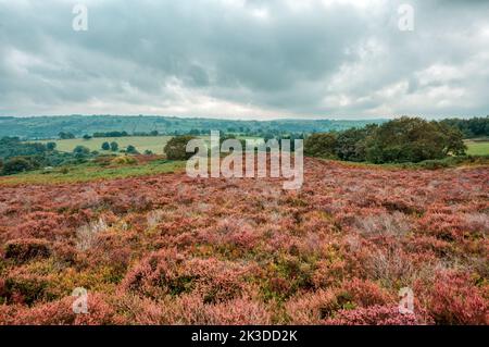 Stanton Moor, Peak District, Derbyshire, Großbritannien Stockfoto