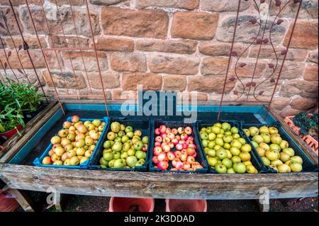 Auswahl an Gartenäpfeln, Hardwick Hall, National Trust, Derbyshire, Großbritannien Stockfoto