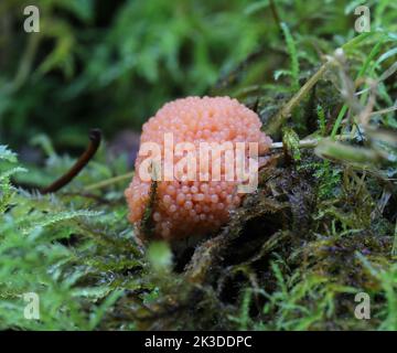 Tubifera ferruginosa - Himbeer-Schleimform Stockfoto