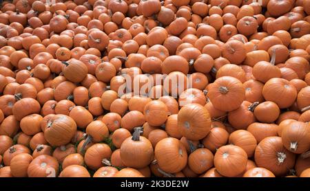 Haufen von orangen Kürbissen während der Erntezeit im Herbst Stockfoto