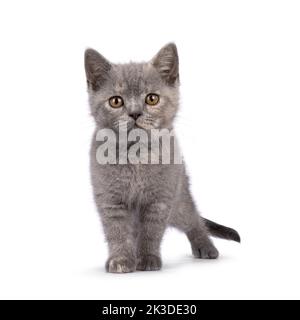 Niedliches blaues, cremefarbenes britisches Kurzhaar-Kätzchen, das nach vorne zeigt. Neugierig auf die Kamera schauen. Isoliert auf weißem Hintergrund. Stockfoto