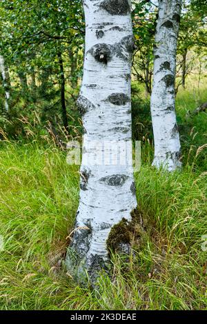 Ansammlung von Birken in einer hohen Moorumgebung. Stockfoto