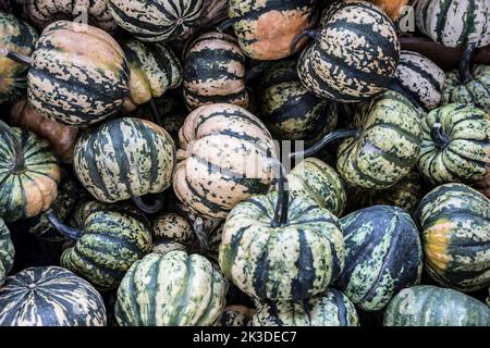 Haufen kleiner grüner Kürbisse auf dem Bauernmarkt. Stockfoto