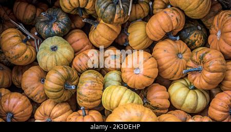 Haufen kleiner orangefarbener und gelber Kürbisse auf dem Bauernmarkt. Stockfoto