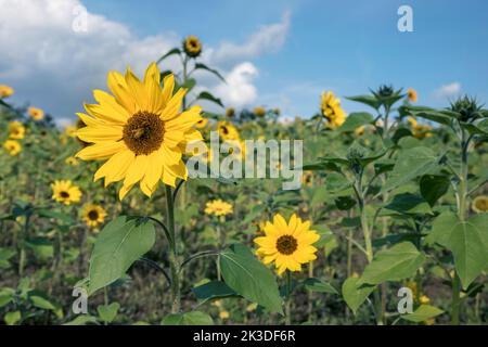 Sonnenblumen Feld über blau hellen Himmel Hintergrund Stockfoto