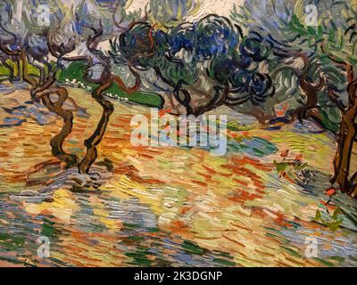 Olivenbäume von Vincent van Gogh in der National Gallery of Scotland Stockfoto