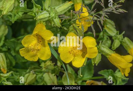 Blood-Drop-Emlets, Mimulus luteus, jetzt Erythranthe lutea, AT 2000m, Isola 2000, Seealpen. Stockfoto