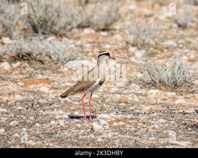 Ein gekrönter Kiebitz in der Kalahari-Savanne Stockfoto