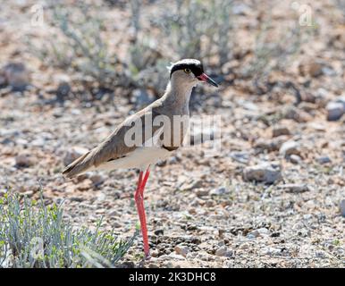 Ein gekrönter Kiebitz in der Kalahari-Savanne Stockfoto