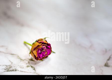 Eine verblasste Rosenknospe auf einem hellen Marmorboden. Vergangene Liebe, abgekühlte Gefühle, beendete Beziehungen. Speicherplatz kopieren Stockfoto