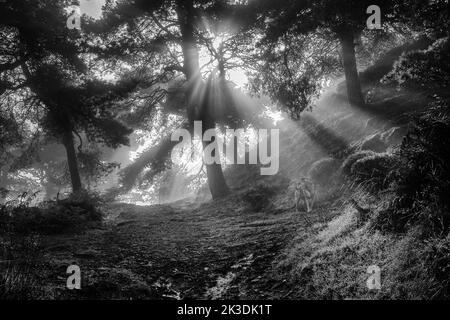 Hund im Wald in monochromer Form mit Sonnenstrahlen, die durch Nebel scheinen und die Sonnenstrahlen hervorheben, Ilkley Moor, Großbritannien Stockfoto