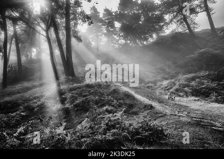 Hund, der im Wald in Monochrom läuft, mit Sonnenstrahlen, die durch Nebel scheinen und die Sonnenstrahlen hervorheben, Ilkley Moor, Großbritannien Stockfoto
