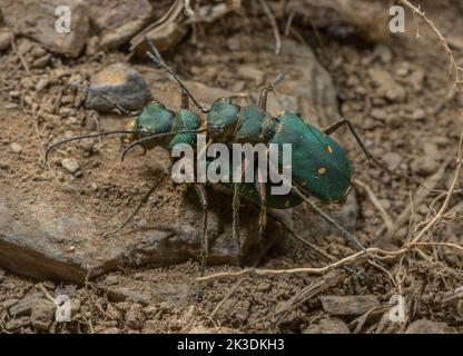 Paarende Käfer des Grünen Tigers, Cicindela campestris, Stockfoto