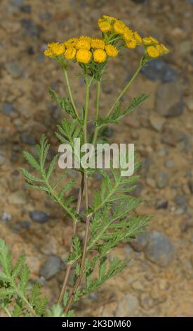 Tanacetum vulgare, blühend am Straßenrand. Stockfoto