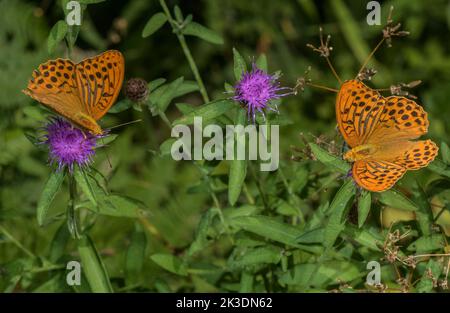 Silbergewaschene Fritillarien, Argynnis paphia, Nektarierung auf Waldlichtung. Stockfoto