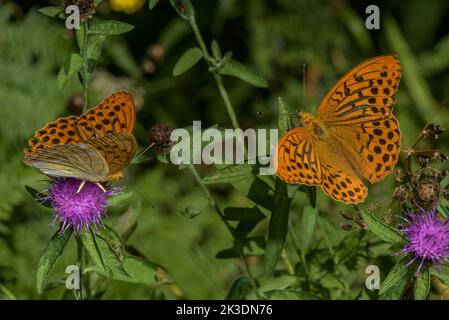 Silbergewaschene Fritillarien, Argynnis paphia, Nektarierung auf Waldlichtung. Stockfoto