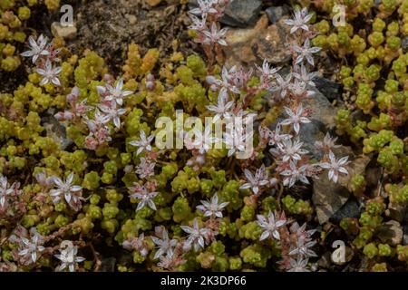 Englisch Stonecrop, Sedum anglicum in Blüte in den Pyrenäen. Stockfoto