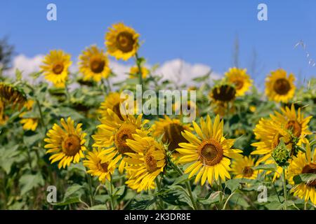 Leuchtend gelbe Sonnenblumen (Helianthus annuus) unter einem sonnigen blauen Himmel Stockfoto