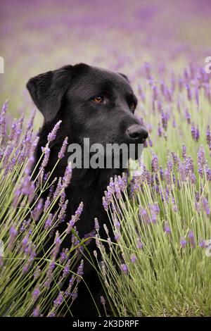 Schwarzer labrador Hund posiert in blühendem Lavendelfeld Stockfoto