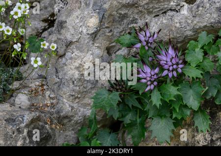 Tufted horned rampion, Physoplexis comosa und Blue saxifrage, Saxifraga caesia, verklumpt in Blüte auf Kalksteinfelsen. Stockfoto