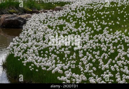 Scheuchzer-Baumwollgras, Eriophorum scheuzeri in Blüte in saurem Sumpfgebiet auf dem Gavia-Pass, Passo di Gavia, italienische Alpen, Stockfoto