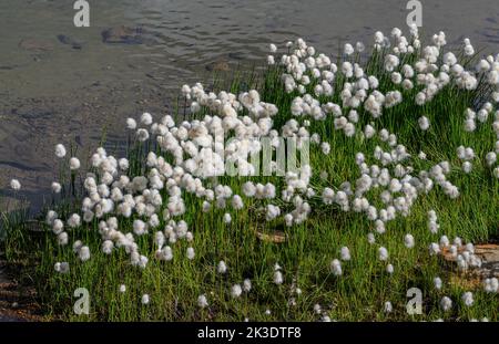 Scheuchzer-Baumwollgras, Eriophorum scheuzeri in Blüte in saurem Sumpfgebiet auf dem Gavia-Pass, Passo di Gavia, italienische Alpen, Stockfoto