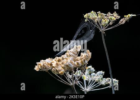 Nahaufnahme des Saatkopfes der Kuhsilie (anthriscus sylvestris) und eines Spinnennetzes auf schwarzem Hintergrund, Großbritannien Stockfoto