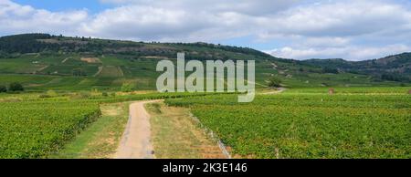 Panoramablick auf die Weinberge und Reben, die sich in der Landschaft des Burgund in der Nähe von Beaune, Frankreich, erstrecken. Stockfoto