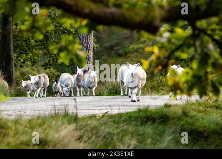 Marschaw, Lancaster, Lancashire. 26.. September 2022 Cheviot und Swaledale Mutterschafe bewegen den Wald von Bowland in Marshaw, Lancaster, Lancashire an einem sonnigen Herbstmorgen. Quelle: John Eveson/Alamy Live News Stockfoto