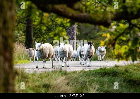 Marschaw, Lancaster, Lancashire. 26.. September 2022 Cheviot und Swaledale Mutterschafe bewegen den Wald von Bowland in Marshaw, Lancaster, Lancashire an einem sonnigen Herbstmorgen. Quelle: John Eveson/Alamy Live News Stockfoto