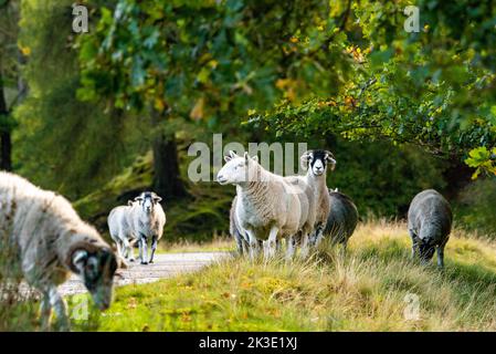 Marschaw, Lancaster, Lancashire. 26.. September 2022 Cheviot und Swaledale Mutterschafe bewegen den Wald von Bowland in Marshaw, Lancaster, Lancashire an einem sonnigen Herbstmorgen. Quelle: John Eveson/Alamy Live News Stockfoto