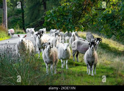 Marschaw, Lancaster, Lancashire. 26.. September 2022 Cheviot und Swaledale Mutterschafe bewegen den Wald von Bowland in Marshaw, Lancaster, Lancashire an einem sonnigen Herbstmorgen. Quelle: John Eveson/Alamy Live News Stockfoto