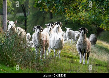 Marschaw, Lancaster, Lancashire. 26.. September 2022 Cheviot und Swaledale Mutterschafe bewegen den Wald von Bowland in Marshaw, Lancaster, Lancashire an einem sonnigen Herbstmorgen. Quelle: John Eveson/Alamy Live News Stockfoto