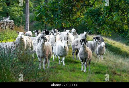 Marschaw, Lancaster, Lancashire. 26.. September 2022 Cheviot und Swaledale Mutterschafe bewegen den Wald von Bowland in Marshaw, Lancaster, Lancashire an einem sonnigen Herbstmorgen. Quelle: John Eveson/Alamy Live News Stockfoto