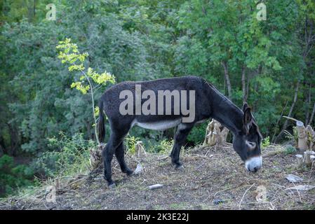 Katalanischer Esel (Equus asinus var. catalana) grast in der Umgebung des Dorfes Alendo (Pallars Sobirà, Lleida, Katalonien, Spanien, Pyrenäen) Stockfoto