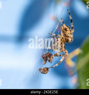 Europäische Gartenspinne (Araneus diadematus) mit einer großen Sammlung von Fliegen, die in ihrem Netz vor einem blauen Schuppen vor dem Hintergrund des Vereinigten Königreichs gefangen wurden Stockfoto