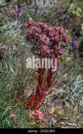 Gewöhnlicher Hauskiefer, Sempervivum tectorum, blühend, Vanoise-Nationalpark. Stockfoto