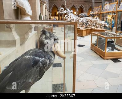 Ein Storch mit einem Schuhriem, Balaeniceps rex im Oxford University Museum of Natural History, Oxford, Oxfordshire, Großbritannien. Stockfoto