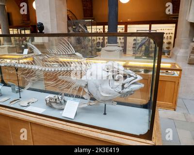 Das Skelett eines großen Thunfischs im Oxford University Museum of Natural History, Oxford, Oxfordshire, Großbritannien. Stockfoto