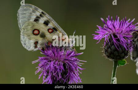 Apollo-Schmetterling, Parnassius apollo, ernährt sich von Knapweed, in den Seealpen, Frankreich. Stockfoto