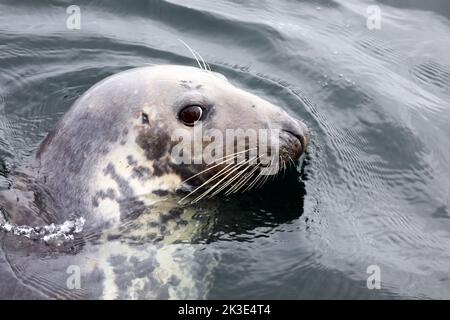 Graue Robbe, die ihren Kopf aus dem Meer in der Nähe der Isle of Mull in den Inneren Hebriden Schottlands hebt Stockfoto