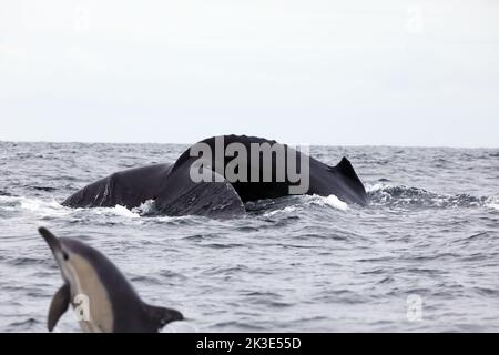 Delfin, der dem riesigen Schwanz eines Buckelwals aus dem Weg geht, während er vor der Küste der Isle of Mull taucht Stockfoto