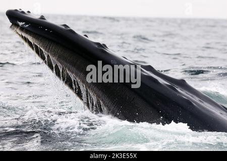 Buckelwal (Megaptera novaeangliae) füttert in Schottland. Tuberkel sind auf der Hautoberfläche zu sehen und im Mund filtert der Ballen zur Fütterung. Stockfoto