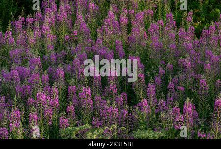 Masse von Rosebay Willow-Kraut, Epilobium angustifolium, in Blüte in Berglichtung. Stockfoto