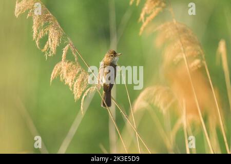 Ein großer Schilfrohrsänger sitzt auf dem Schilf und singt, sonniger Morgen im Sommer, Wien (Österreich) Stockfoto