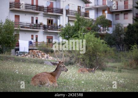 Rotwild im Hof, Abruzzen, Italien. Stockfoto