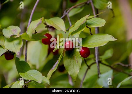 Nahaufnahme von roten und reifen Kornelkirschen, auch Cornus Mas genannt Stockfoto